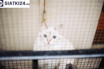 Siatki Kłodzko - Zabezpieczenie balkonu siatką - Kocia siatka - bezpieczny kot dla terenów Kłodzka